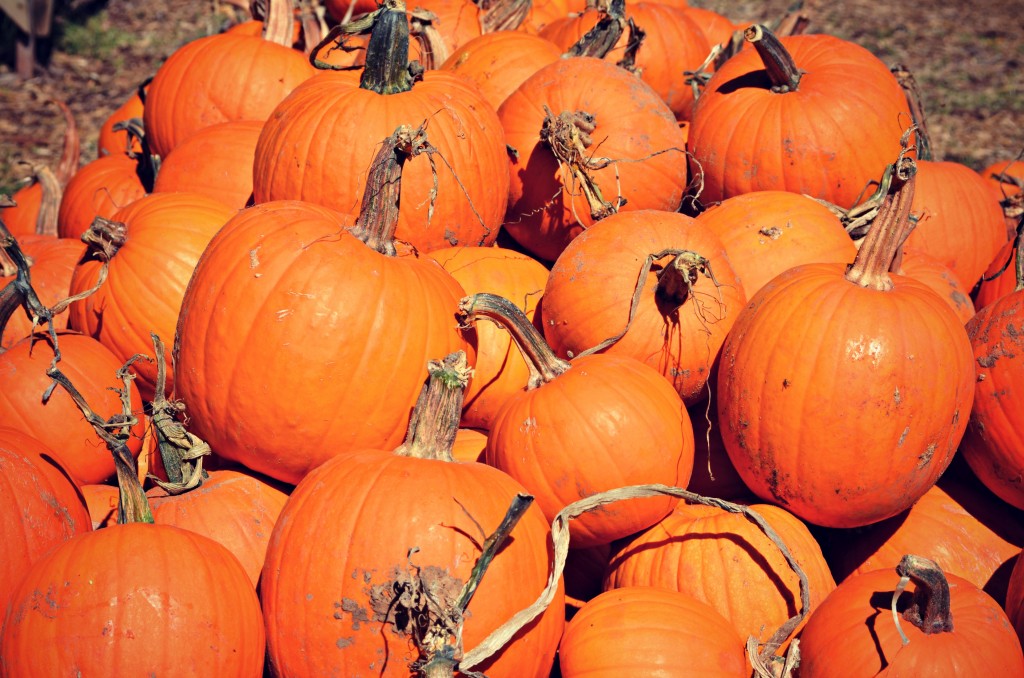 pumpkins