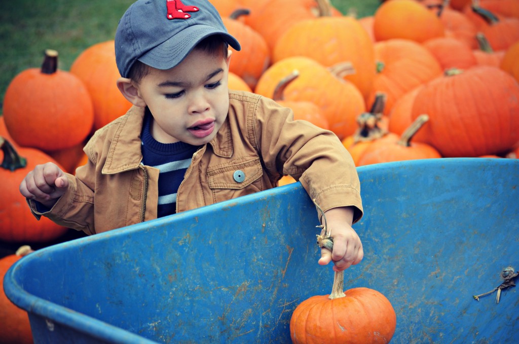 wheelbarrow