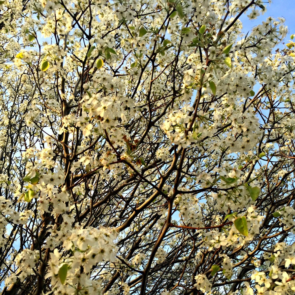 blooms